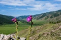 Flowers burdock mountain background Royalty Free Stock Photo