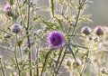 Flowers of burdock plants with large thorns at sunset Royalty Free Stock Photo