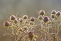 flowers of burdock plants with large thorns at sunset Royalty Free Stock Photo