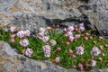 Flowers of Burren