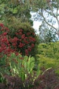 Flowers, bushes, ferns, trees, bushes in a landscaped garden at San Francisco Botanical Garden, San Francisco