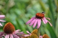 Flowers an a Busy Bee Royalty Free Stock Photo