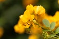 Buttercup bush Senna corymbosa