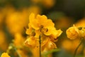 Buttercup bush Senna corymbosa