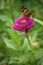 Flowers and butterflies. Royalty Free Stock Photo