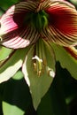 Spring Bloom Series - Butterfly Amaryllis with Red and White Candy Stripes - PAPILIO AMARYLLIS