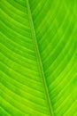 Part of the leaf in the butterfly garden in Samui Royalty Free Stock Photo