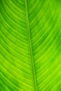 Part of the leaf in the butterfly garden in Samui Royalty Free Stock Photo