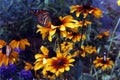 Flowers & Butterfly (Rudbeckia) Royalty Free Stock Photo