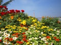 Flowers and cable car