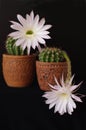 Flowers of cactus Echinopsis hybr