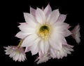 Flowers of the Cactus Echinopsis Oxygona