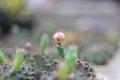 The flowers of the cactus in the farm with a pink center green petals Royalty Free Stock Photo