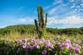 Flowers, cactus and mountain in the background - typical Sertao landscape, a semiarid region in the Caatinga biome Brazil