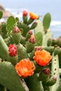 Flowers of cactus in Spain Royalty Free Stock Photo