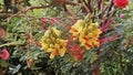 Flowers of caesalpinia gilliesii Royalty Free Stock Photo