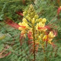 Flowers of Caesalpinia gilliesii Royalty Free Stock Photo