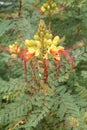 Flowers of Caesalpinia gilliesii Royalty Free Stock Photo