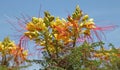 Flowers of Caesalpinia gilliesii Royalty Free Stock Photo