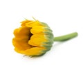 Flowers Calendula Calendula officinalis, garden marigold, English marigold . Medicinal herb. Selective focus Royalty Free Stock Photo