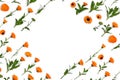 Flowers Calendula Calendula officinalis, pot marigold, ruddles, garden marigold on a white background with space for text