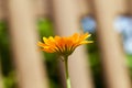 Flowers of calendula