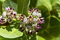 Flowers of calotropis procera(Sodom apple) tree Royalty Free Stock Photo