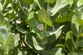 Flowers of calotropis procera(Sodom apple) tree Royalty Free Stock Photo