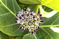 Flowers of calotropis procera(Sodom apple) tree Royalty Free Stock Photo