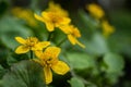 Flowers of Caltha.