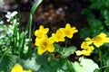 Flowers Caltha palustris