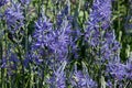 Flowers of Camassia leichtlinii Large camas Royalty Free Stock Photo