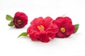 Flowers of camellia