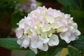 Flowers in Cameron Highlands Malaysia