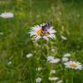 FLOWERS CAMOMILE MEADOW AND BUTTERFLY ON THE MISSED GREEN BACKG