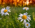 FLOWERS CAMOMILE MEADOW ON THE MISSED GREEN BACKGROUND