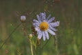 Flowers of a camomile with raindrops on a blurred background Royalty Free Stock Photo