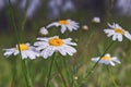 Flowers of a camomile with raindrops on a blurred background Royalty Free Stock Photo