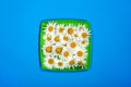 Flowers of camomiles on a green plate on a blue Royalty Free Stock Photo