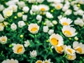 Flowers camomiles top down beautiful field of green grass as background in the nature colorful dew drops water.Shallow depth of fi Royalty Free Stock Photo