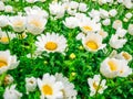 Flowers camomiles top down beautiful field of green grass as background in the nature colorful dew drops water.Shallow depth of fi Royalty Free Stock Photo