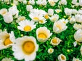 Flowers camomiles top down beautiful field of green grass as background in the nature colorful dew drops water.Shallow depth of fi Royalty Free Stock Photo