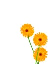 Flowers camomiles yellow Royalty Free Stock Photo