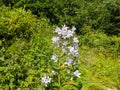 Flowers of campanula lactiflora, milky bellflower grows in the mountains against a background of green foliage