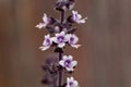 Flowers of a camphor basil, Ocimum kilimandscharicum