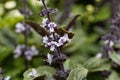 Flowers of a camphor basil, Ocimum kilimandscharicum