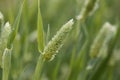 Flowers of Canary grass, Phalaris canariensis Royalty Free Stock Photo