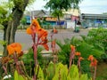 Flowers (Canna indica L.) in roadside garden with road ray background