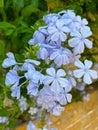Flowers of Cape Leadwort or Plumbago auriculata. Royalty Free Stock Photo