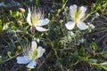 Flowers of capers in the wild Royalty Free Stock Photo
